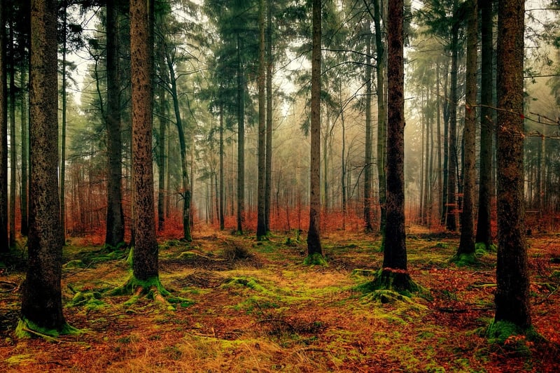 Forest Mystery